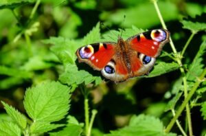 présage papillon signification